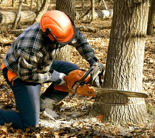 Tree Removal in Sidon, MS
